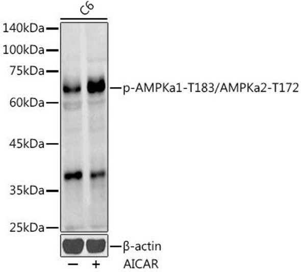 Western blot analysis of extracts of C6 celles, using Phospho-AMPKa1-T183/AMPKa2-T172 antibody at 1:1000 dilution. C6 cells were treated by AICAR (0. 5 mM) at 37â„ƒ for 30 minutes after serum-starvation overnight. Secondary antibody: HRP Goat Anti-Rabbit IgG (H+L) at 1:10000 dilution. Lysates/proteins: 25ug per lane. Blocking buffer: 3% nonfat dry milk in TBST. Detection: ECL Enhanced Kit. Exposure time: 90s.