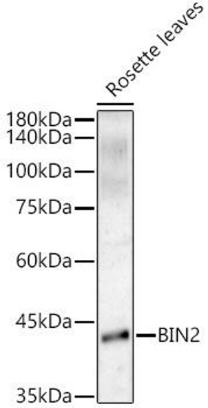 Western blot - BIN2 Rabbit pAb Western blot analysis of extracts of Rosette leaves, using BIN2 antibody at 1:200 dilution. Secondary antibody: HRP Goat Anti-Rabbit IgG (H+L) at 1:10000 dilution. Lysates/proteins: 25ug per lane. Blocking buffer: 3% nonfat dry milk in TBST. Detection: ECL Basic Kit. Exposure time: 180s.