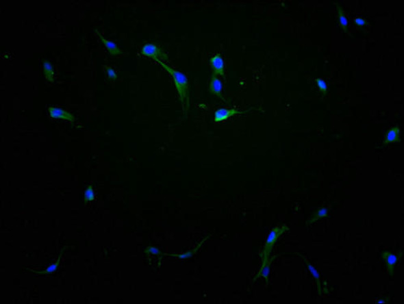 Immunofluorescence staining of NIH/3T3 cells with PACO64693 at 1:100, counter-stained with DAPI. The cells were fixed in 4% formaldehyde and blocked in 10% normal Goat Serum. The cells were then incubated with the antibody overnight at 4&deg;C. The secondary antibody was Alexa Fluor 488-congugated AffiniPure Goat Anti-Rabbit IgG(H+L).