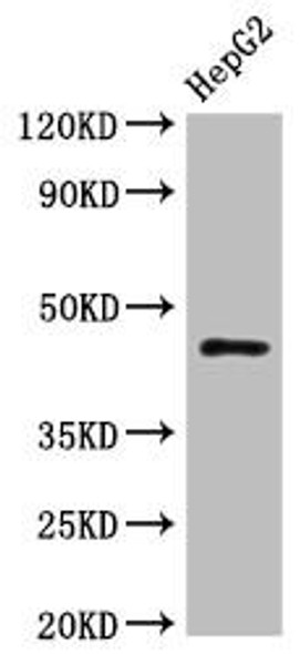Western Blot<br />
Positive WB detected in: HepG2 whole cell lysate<br />
All lanes: HLA-B antibody at 1:1000<br />
Secondary<br />
Goat polyclonal to rabbit IgG at 1/50000 dilution<br />
Predicted band size: 41 kDa<br />
Observed band size: 45 kDa<br />
