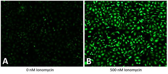 HeLa cells, loaded with GenieHTS Calcium Assay reagent without (A) and with (B) 500 nM ionomycin.