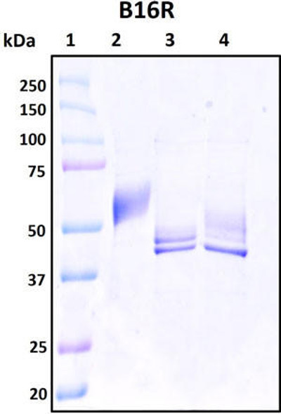 Figure 1. Deglycosylation analysis of purified recombinant proteins. The same amount of purified proteins were untreated (Lane 2) or treated with protein deglycosylation enzymes under native (Lane 3) or reducing (Lane 4) conditions. Deglycosylation treatment resulted in a mobility shift of the protein to produce one reduced band at the expected size, thus indicating that the untreated recombinant protein (Lane 2) was glycosylated. Lane 1: protein standard ladder (kDa). Lane 2: untreated protein. Lane 3: treated protein with deglycosylation enzymes under native conditions. Lane 4: treated protein with deglycosylation enzymes under denature conditions.