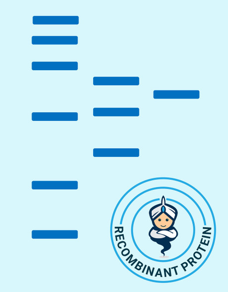 Human LIV-1 Full-Length Bioactive Membrane Protein (HDFP037)