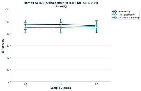 Human ACTN1 (Alpha-actinin-1) ELISA Kit (AEFI00151)