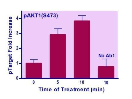 Human/Mouse AKT1 (S473) Phosphorylation ELISA Kit (BA0235)
