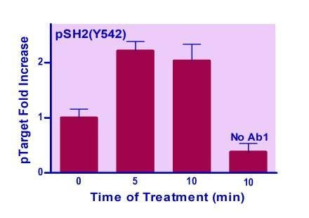 Human SHP2 (Y542) Phosphorylation ELISA Kit (BA0255)
