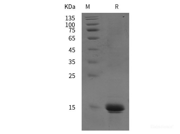 Human IL22 N terminal Recombinant Protein (Avi,His tag)