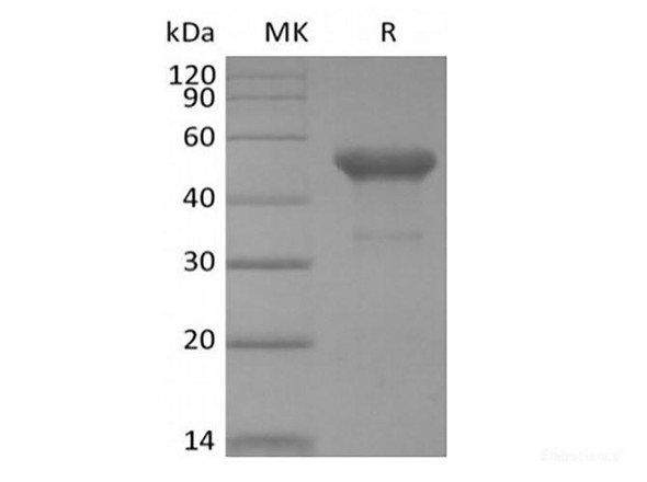 Recombinant Human PVRIG (C-mFc)
