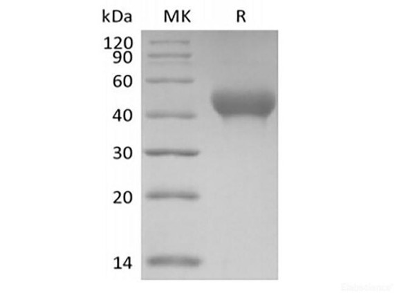 Recombinant Mouse GP6/GPVI (C-6His)