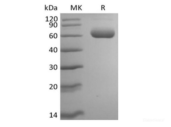 Recombinant Mouse Siglec-F (C-6His)