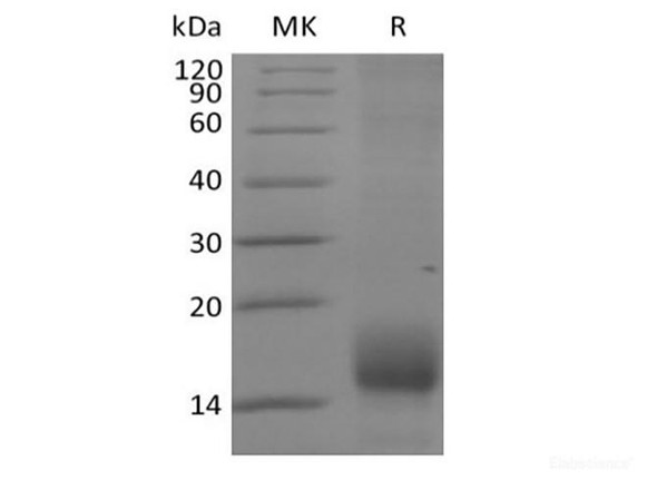 Recombinant Cynomolgus BCMA/TNFRSF17  (C-6His)