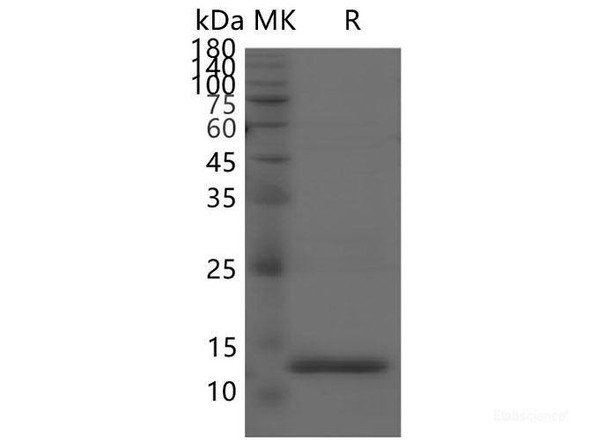 SARS-CoV-2 NSP9 Recombinant Protein