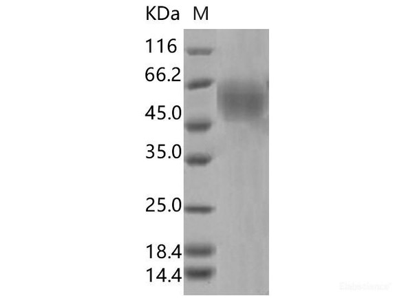 Recombinant SARS-CoV-2 Spike S1 NTD (L18F, D80A, D215G, ΔLAL242-244, R246I) (His Tag)