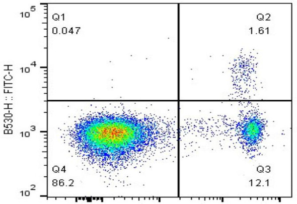 FITC Anti-Mouse Foxp3 Antibody [3G3] (AGEL2482)