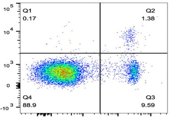 APC Anti-Mouse Foxp3 Antibody [3G3] (AGEL2484)