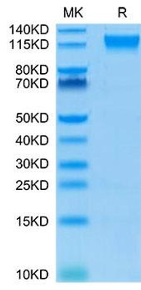 Biotinylated Recombinant Human Semaphorin-4D/SEMA4D/CD100 Protein (RPCB0073)