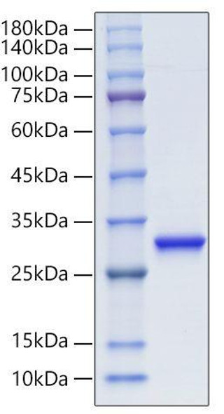Recombinant Human Ubiquitin thioesterase L1/UCHL1 protein (RPCB0104)