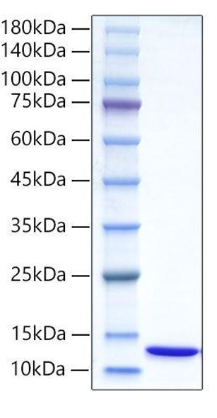 Recombinant Human Ubiquitin protein (RPCB0121)