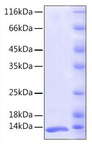 Recombinant Human FKBP1A/FKBP12  Protein (RPCB0142)