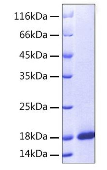 Recombinant Human MANF Protein (RPCB0159)