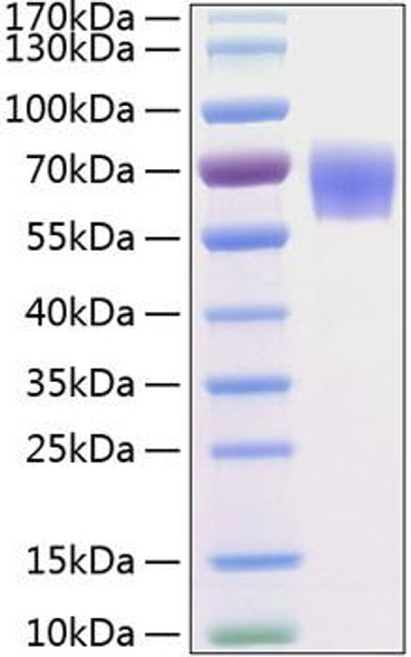 Recombinant Human BACE-1/ASP2 Protein (RPCB0277)