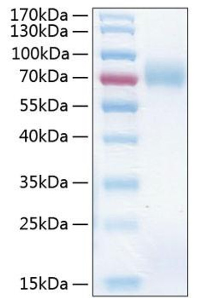 Recombinant Human ICAM-1/CD54 Protein (RPCB0388)