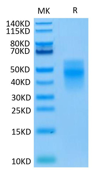 Recombinant Human TREM-1/CD354 Protein (RPCB0431)