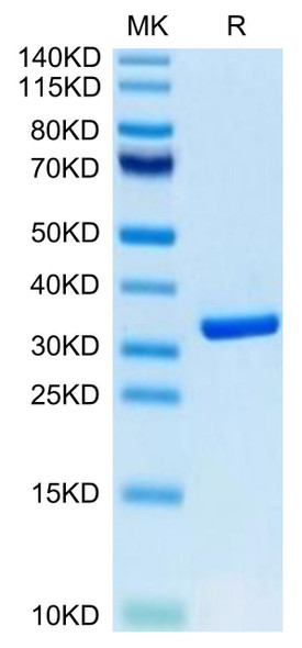 Biotinylated Recombinant Human HMGB1 Protein (Primary Amine Labeling) (RPCB0546)