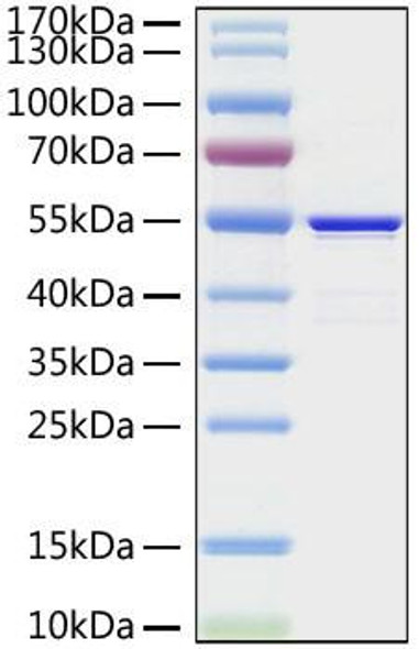 Recombinant MERS-CoV Nucleocapsid Protein (RPCB0876)