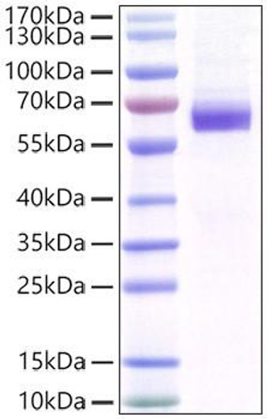 Recombinant Mouse MFG-E8 Protein (RPCB0964)