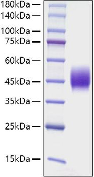 Recombinant Mouse SLAMF2/CD48 Protein (RPCB1071)