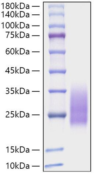 Recombinant Monkeypox virus A30L Protein (RPCB1088)