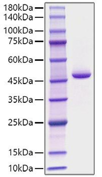 Recombinant Human Pepsin A-4/PGA4 Protein (RPCB1195)