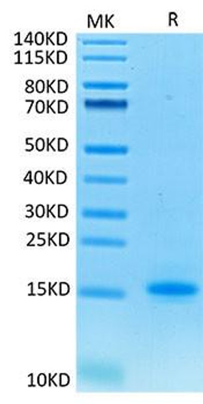 Recombinant Cynomolgus CD3 epsilon/CD3E Protein (RPCB1307)