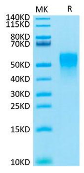 Recombinant Cynomolgus TNFRSF1B/TNF-R2/CD120b Protein (RPCB1366)