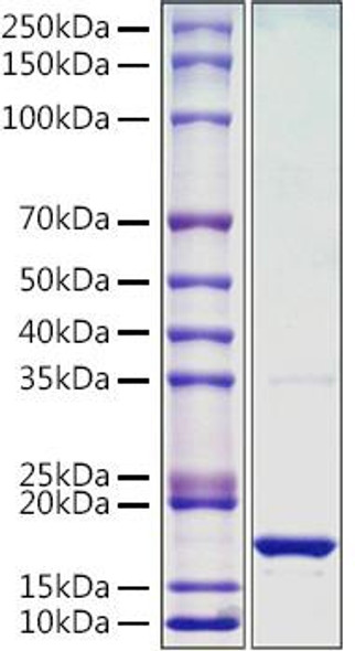 Recombinant Monkeypox virus L1R Protein (RPCB1447)