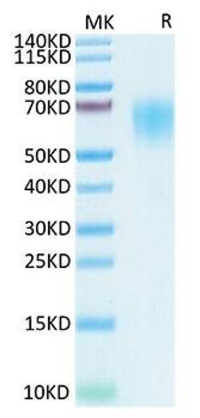 Recombinant SARS-COV-2 Spike S1 NTD Protein (RPCB1478)