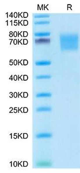 Recombinant Human FGFR-2 alpha (IIIb)/KGFR/CD332 Protein (RPCB1600)