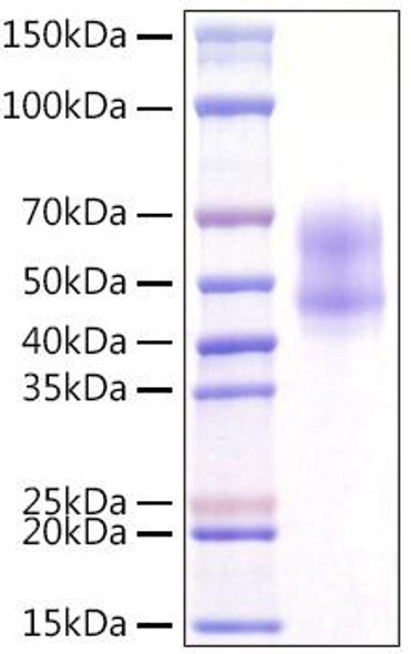 Recombinant Human MITF Protein (RPCB1606)