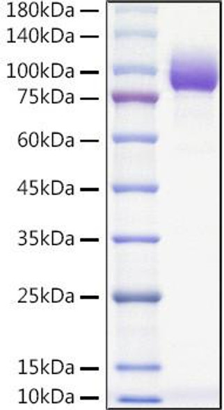 Recombinant Mouse PVR/CD155 Protein (RPCB1616)