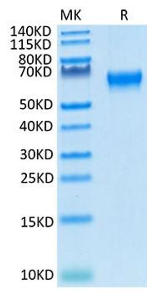 Recombinant Cynomolgus/Rhesus macaque TNFRSF7/CD27 Protein (RPCB1659)