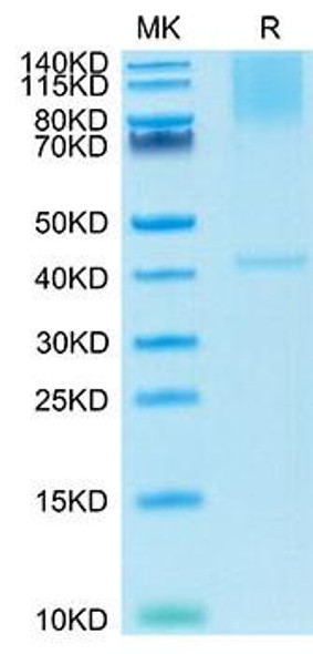 Recombinant Cynomolgus Glypican-3/GPC3 Protein (RPCB1728)