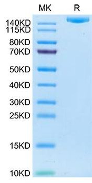 Recombinant Human IGF2R/CD222 Protein (RPCB1803)