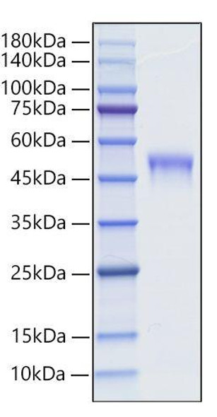Recombinant Mouse LRG1 Protein (RPCB1832)
