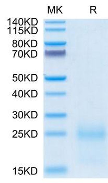 Recombinant Cynomolgus TSLP Protein (RPCB2091)