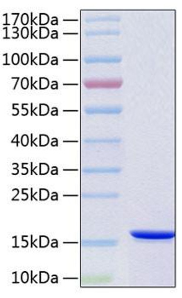 Recombinant Human VAMP-B/VAMP-C Protein (RPCB2108)