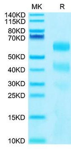Recombinant Human KIR3DL2/CD158k Protein (RPCB2179)