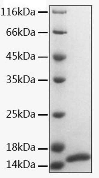 Recombinant Human Calmodulin-1/CALM1 Protein (RPCB2189)