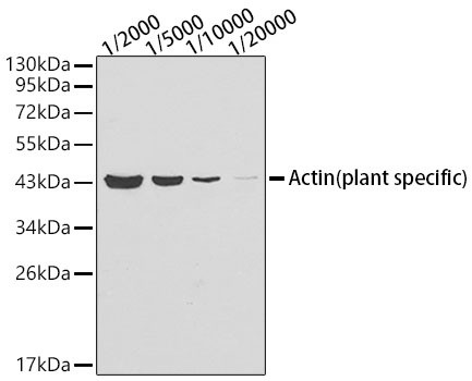 Western blot analysis of lysates from Arabidopsis thaliana tissue using Actin (plant specific) Mouse mAb (CABC009) at 1:2000-1:20000 dilution. Secondary antibody: HRP-conjugated Goat anti-Mouse IgG (H+L) (CABS003) at 1:10000 dilution. Lysates/proteins: 25 μg per lane. Blocking buffer: 3% nonfat dry milk in TBST.