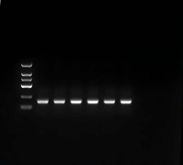 GenieLadder DNA Loading Buffer